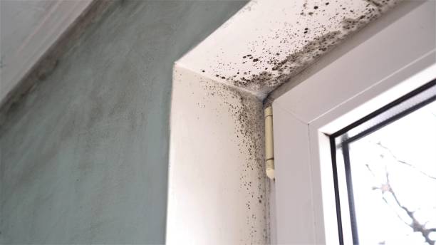 Best Same-Day Mold Removal  in Fort Meade, MD