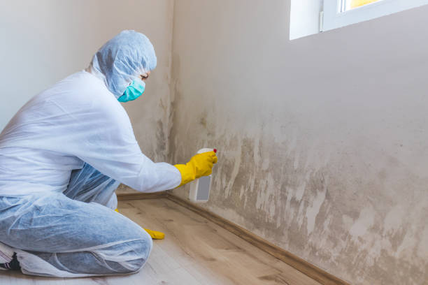 Mold Testing and Removal in Fort Meade, MD