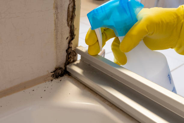 Best Mold Testing  in Fort Meade, MD