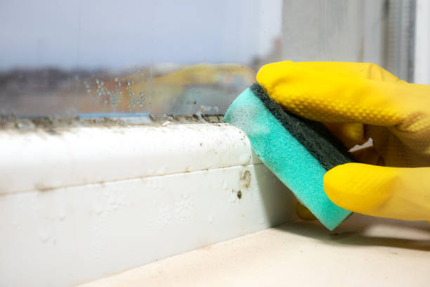 Best Mold Damage Repair  in Fort Meade, MD