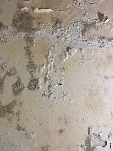 Certified Mold Removal in Fort Meade, MD