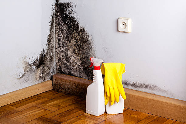 Best Commercial Mold Removal  in Fort Meade, MD