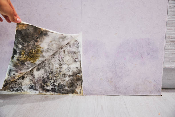 Best Mold Removal Near Me  in Fort Meade, MD